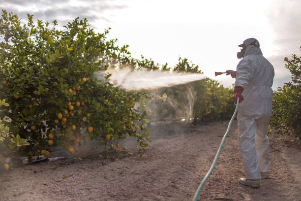 Best Termite Control Services  in Felton, CA