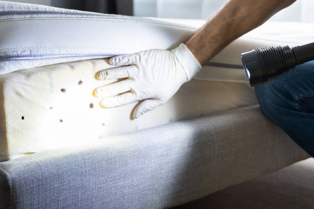 Best Bed Bug Extermination  in Felton, CA